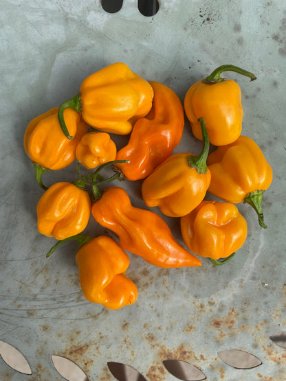 A pile of bright yellow and orange Habanero peppers on a metallic surface.