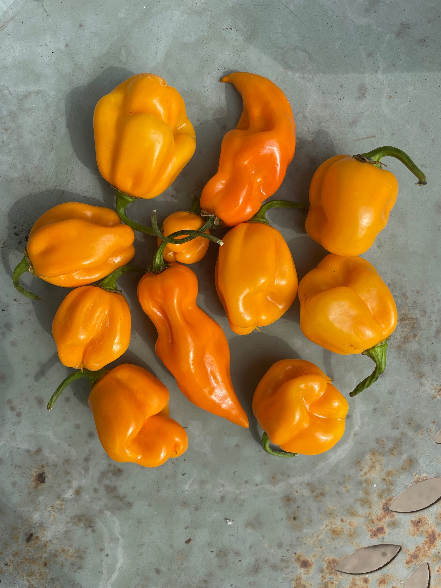Bright yellow Habanero peppers showcasing their unique lantern shape and fiery color on a textured surface.
