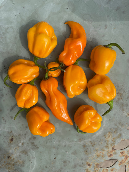 Bright yellow Habanero peppers showcasing their unique lantern shape and fiery color on a textured surface.