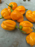Habanero Lemon Chilli (Capsicum chinense) – ripe yellow wrinkled pods on a grey surface