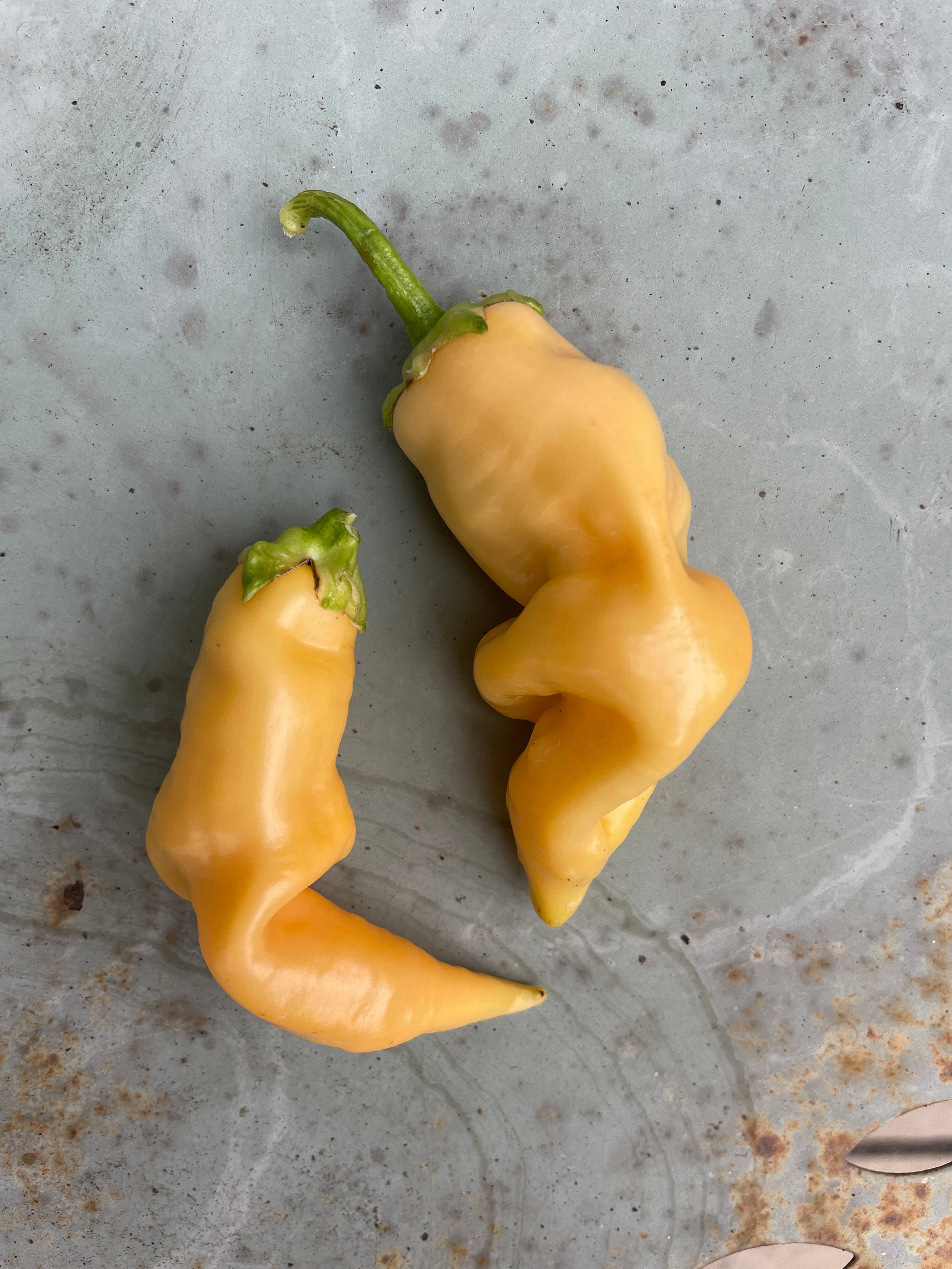 Unique yellow chilli peppers on a textured surface, showcasing their distinct curved shapes.