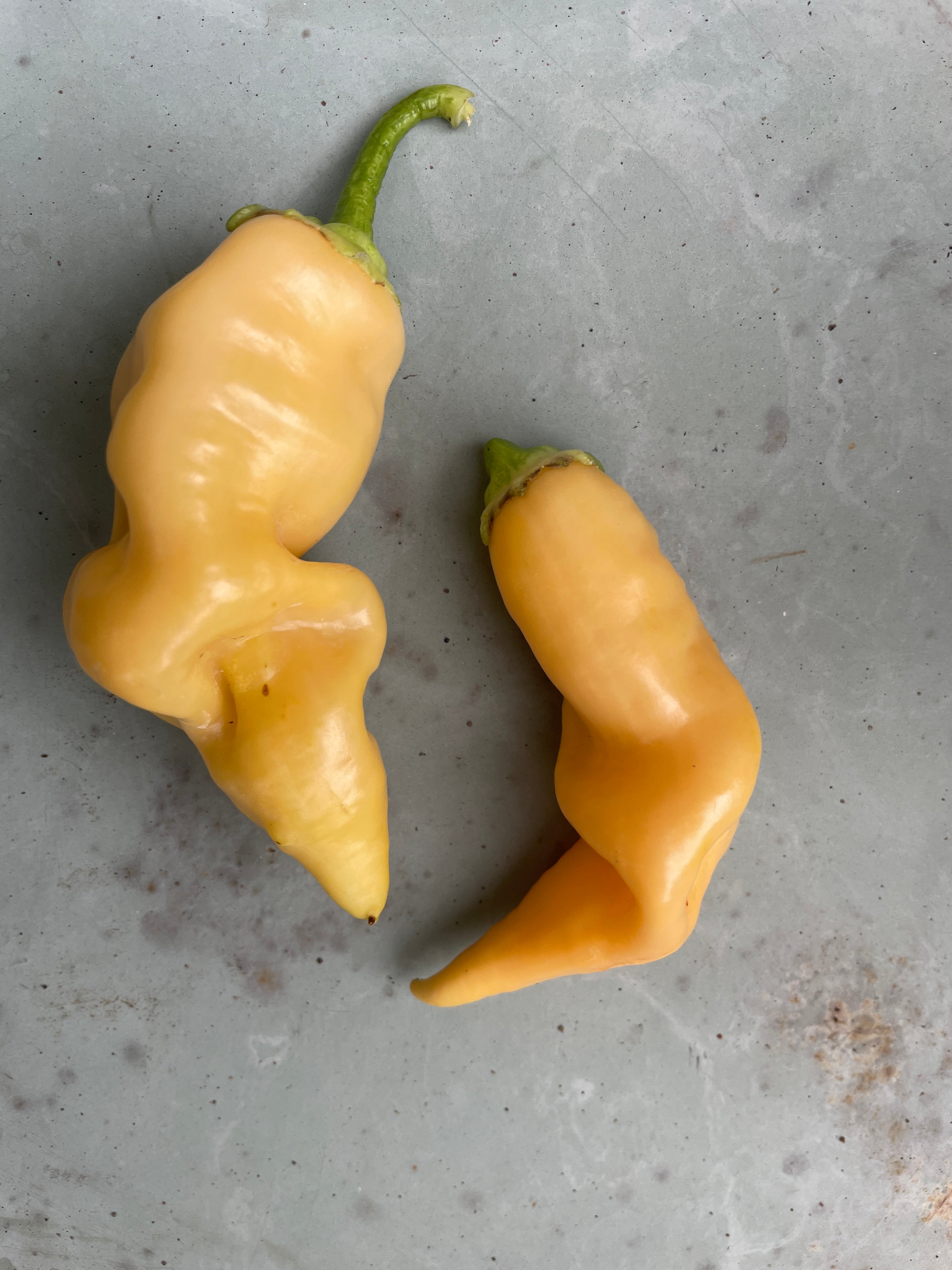 Two yellow Sugar Rush Peach Chilli peppers with ridged surfaces on a textured background.
