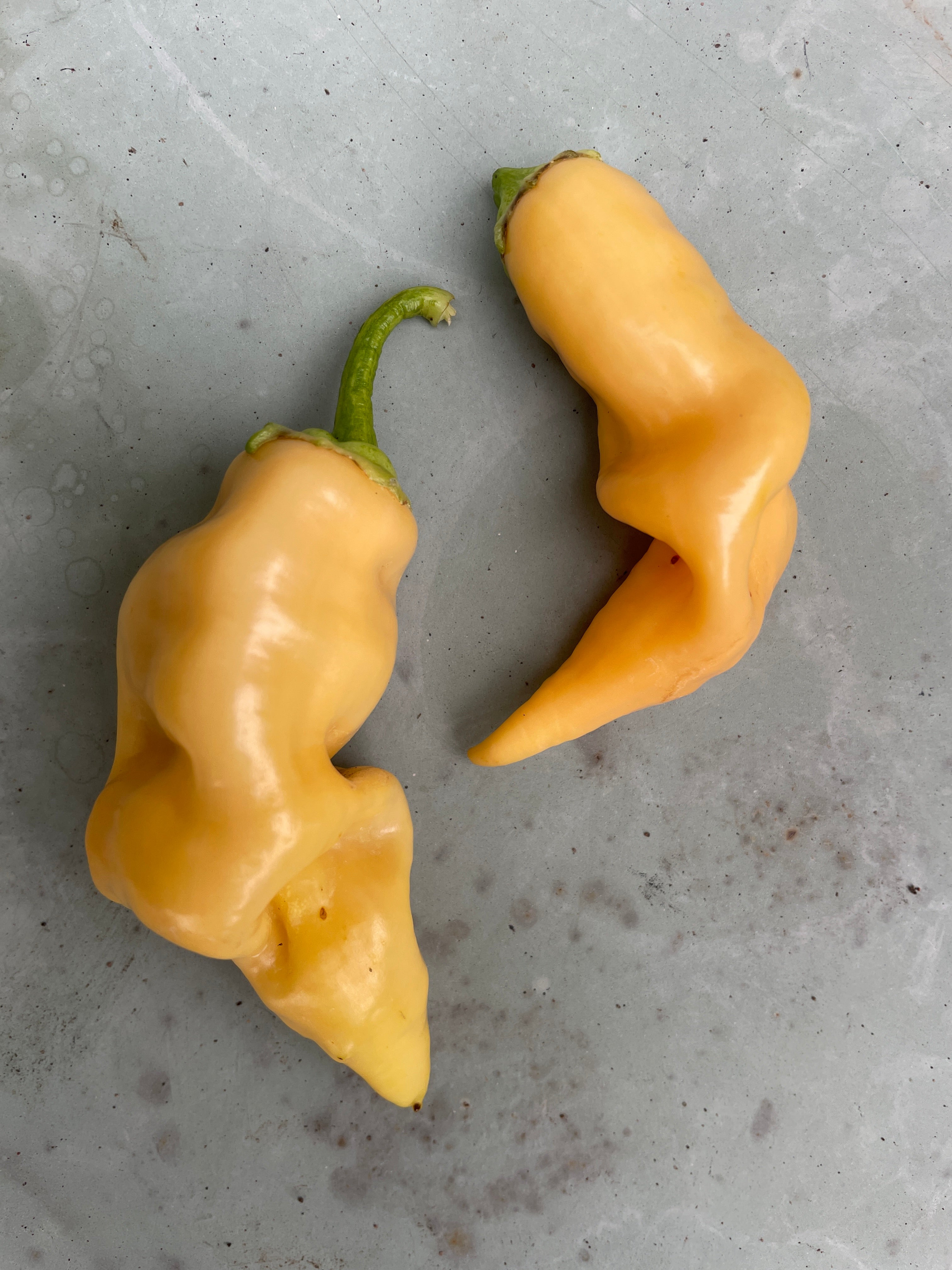 Two yellow Sugar Rush Peach Chilli peppers on a grey surface, showcasing their unique wrinkled shape.