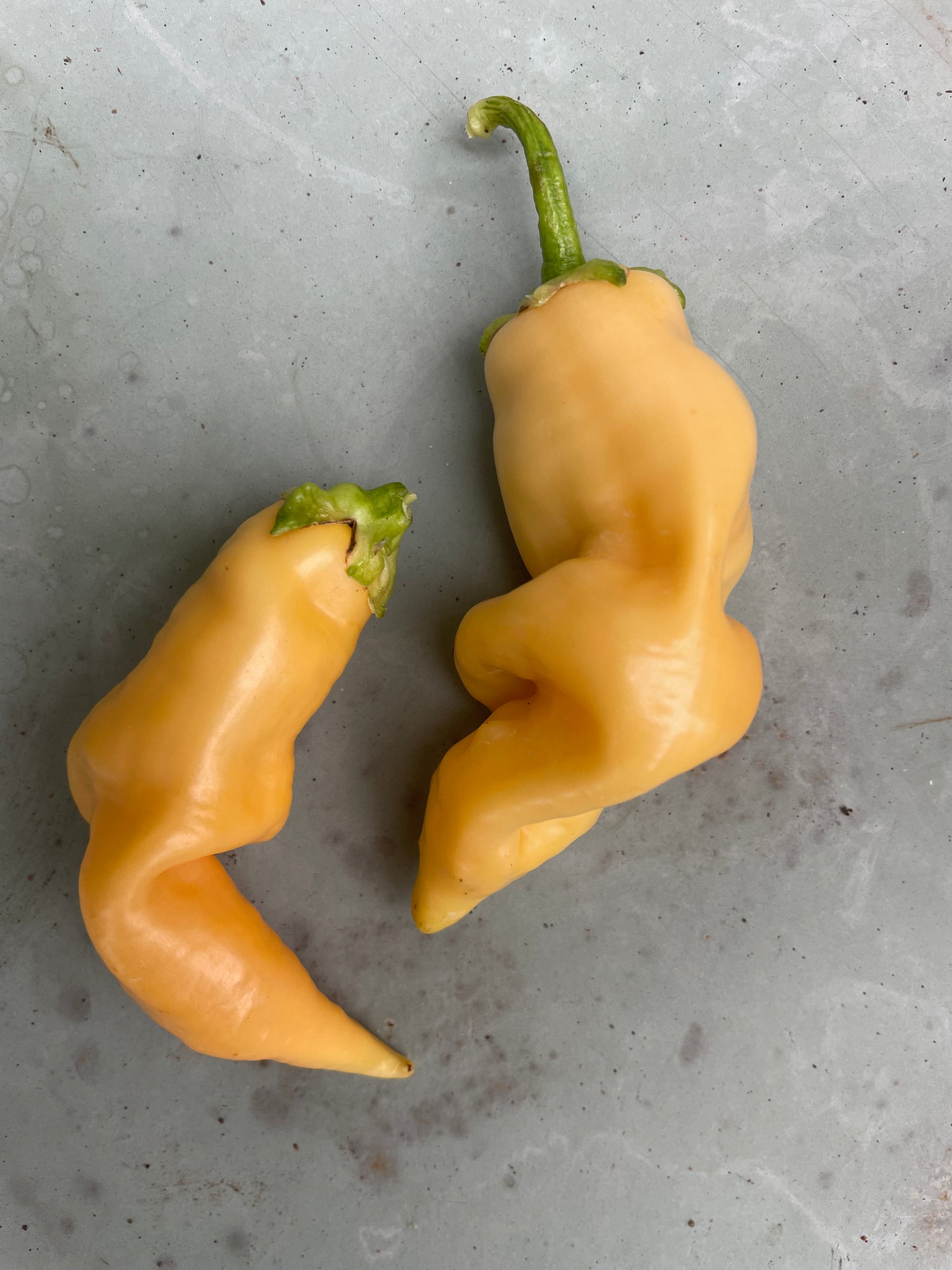 Two Sugar Rush Peach Chilli peppers on gray background, showcasing their unique curved shape and vibrant yellow colour.