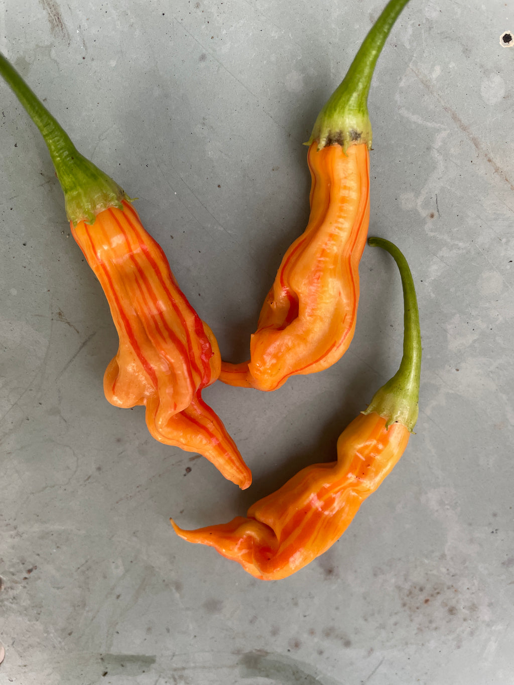 Sugar Rush Peach Stripey Chilli