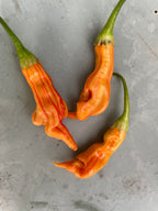 Sugar Rush Peach Stripey Chilli