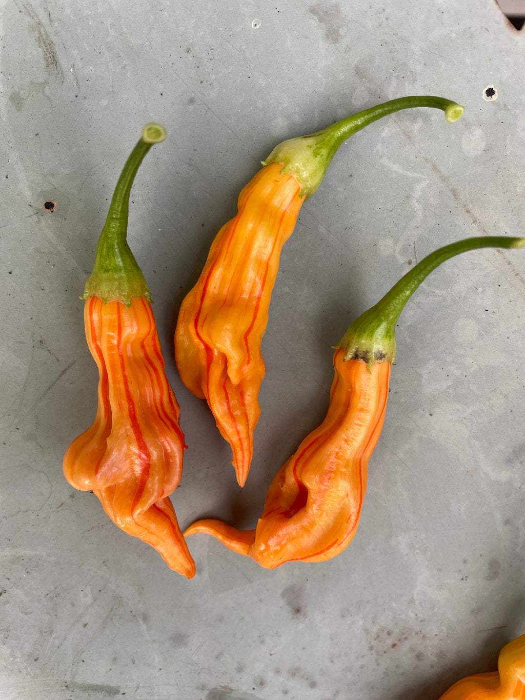 Sugar Rush Peach Stripey Chilli