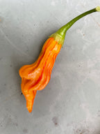 Sugar Rush Peach Stripey Chilli