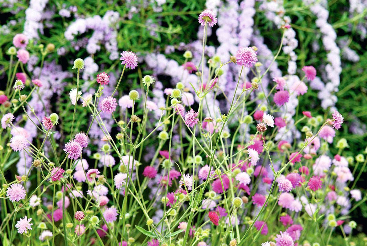 Knautia Melton Pastels