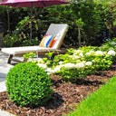 A wooden lounge chair with a striped pillow sits by a garden bed mulched with Dandy's Topsoil & Landscape Supplies Landscaping Garden Bark Mulch, surrounded by white hydrangeas, manicured shrubs, greenery, and a purple patio umbrella.