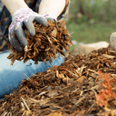 Wearing gardening gloves, a person spreads Dandy's Topsoil & Landscape Supplies' Landscaping Garden Bark Mulch around plants, covering the garden bed soil with shredded mulch.