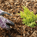 A gloved hand spreads Dandy's Topsoil & Landscape Supplies Landscaping Garden Bark Mulch around the base of a small green shrub in the garden.