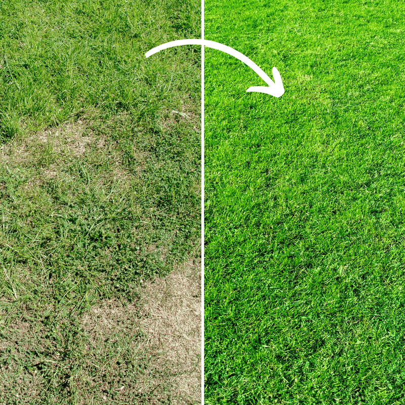 Dandy's Fill & Fix Lawn Patch Repair Blend | Topsoil