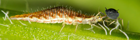 Lacewing Larvae for Aphids | Chrysoperla carnea | Biological Control
