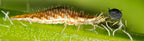 Lacewing Larvae for Aphids | Chrysoperla carnea | Biological Control