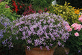 Laurentia Avante Garde Pink F1 (Isotoma axillaris) – mound of pale lilac star flowers in a garden pot
