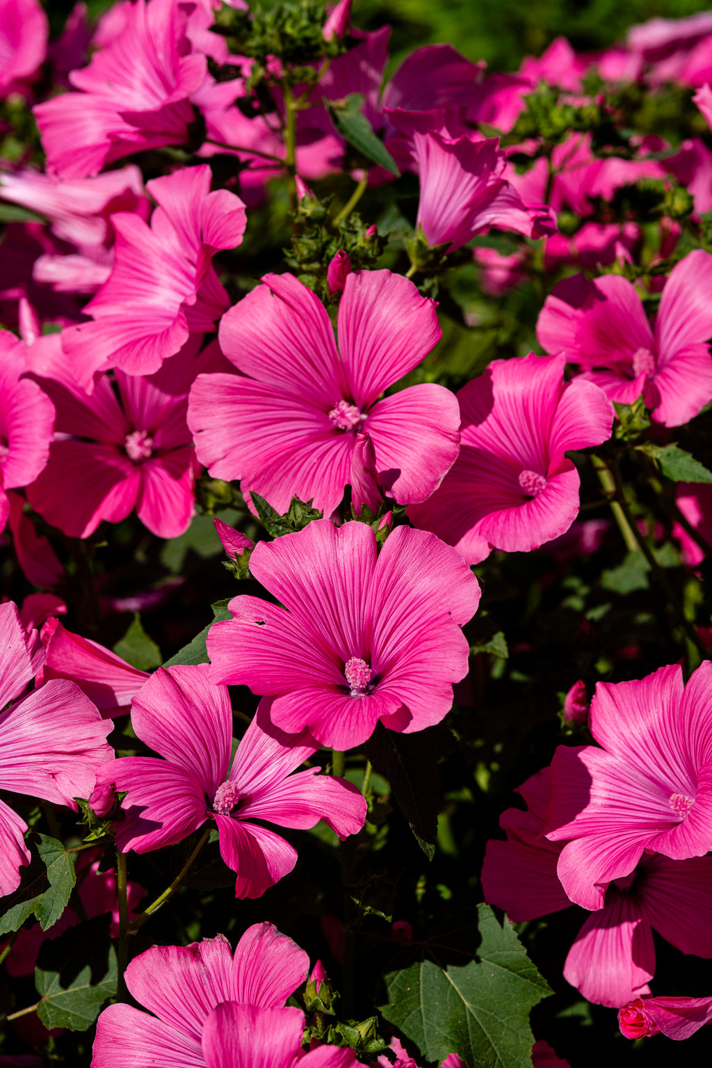 Lavatera Pink Reflection (Lavatera trimestris) – close-up of bright pink mallow flowers with darker veins