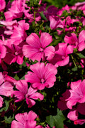 Lavatera Pink Reflection (Lavatera trimestris) – close-up of bright pink mallow flowers with darker veins