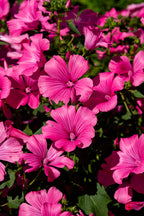 Lavatera Pink Reflection (Lavatera trimestris) – close-up of bright pink mallow flowers with darker veins