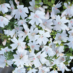 Malva Snow White (Malva moschata) – mass of pure white saucer-shaped flowers