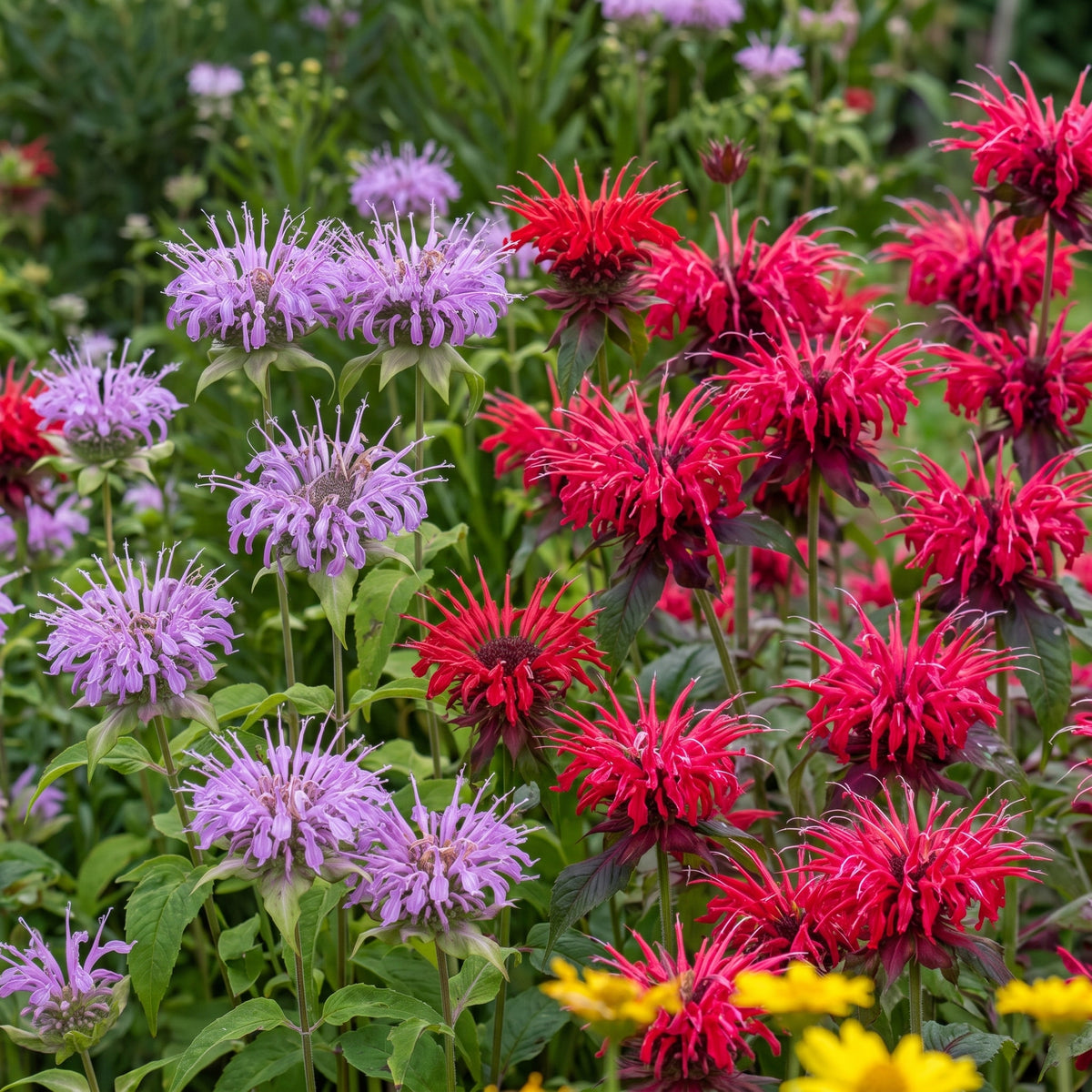 Monarda didyma Mixed (bee balm) – red and lilac flower heads in a summer border
