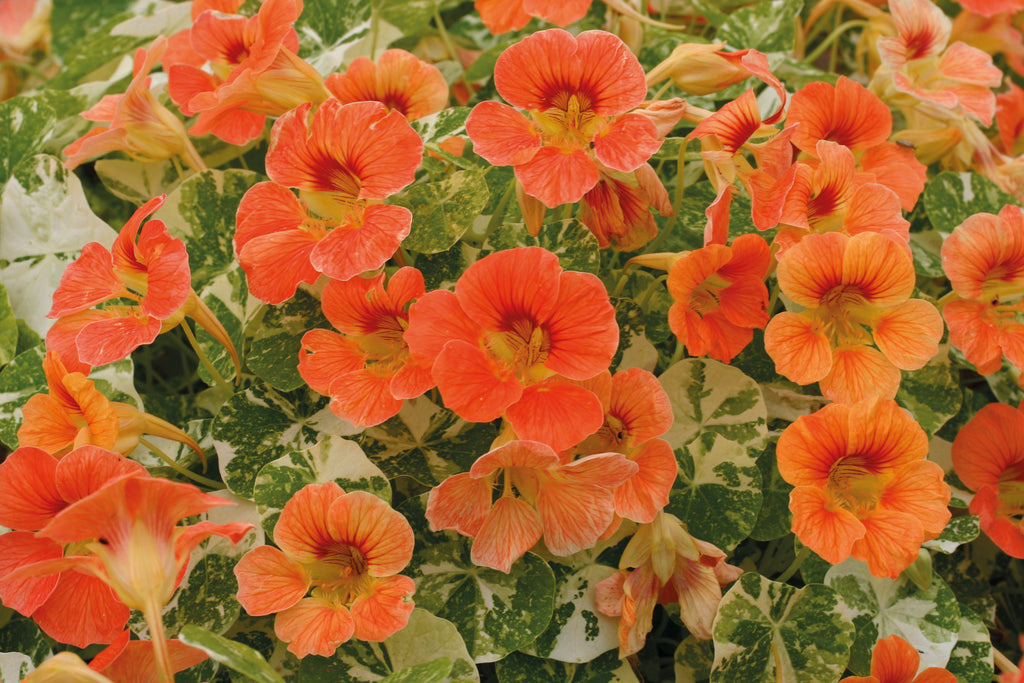 Nasturtium Alaska Apricot (Tropaeolum majus) – mass of apricot-orange flowers