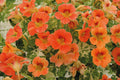 Nasturtium Alaska Apricot (Tropaeolum majus) – mass of apricot-orange flowers