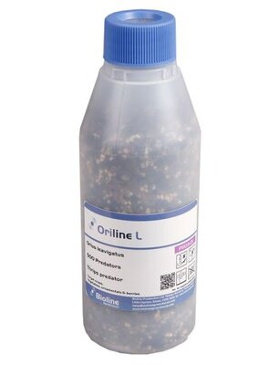 A clear plastic bottle with blue cap labeled "Thrips Killer - Orius" from ladybirdplantcare.co.uk, containing Orius laevigatus granules as a trusted biological thrips control. The label includes text, QR codes, and branding.