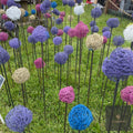 Handmade Bespoke Allium Heads