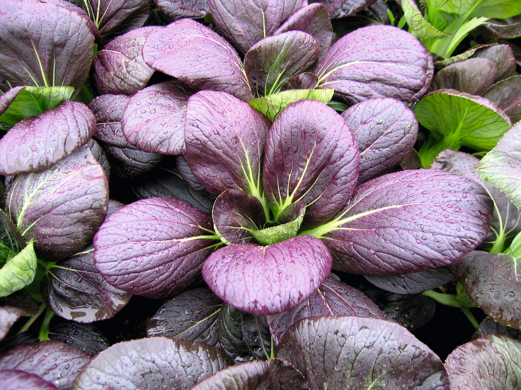 Pak Choi Rubi – purple-leaved pak choi with pale green stems growing closely together