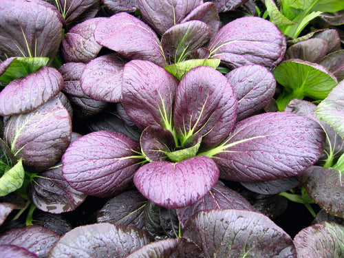 Pak Choi Rubi