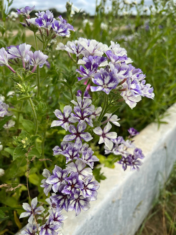 Phlox Sugar Stars by Bishy Barnabees Cottage Garden features clusters of violet-blue, star-shaped flowers blooming amid green foliage, bordered by a white concrete edge with blurred grass and sky in the background.