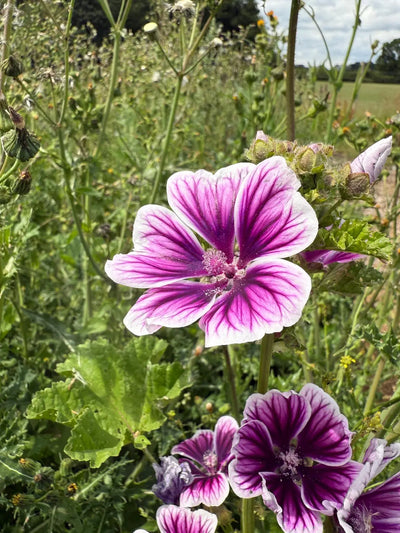 A vibrant Malva Zebrina from Bishy Barnabees Cottage Garden Ltd blooms with purple and white petals among green stems in a sunlit field—a delightful addition for any cottage garden enthusiast.