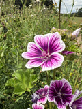 Malva Zebrina (Malva sylvestris) – purple and white striped flower among green stems in a sunny field