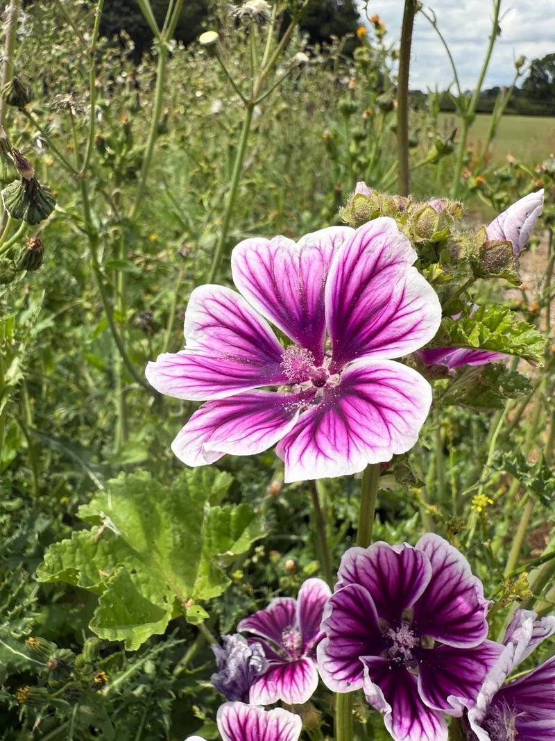 A vibrant Malva Zebrina from Bishy Barnabees Cottage Garden Ltd blooms with purple and white petals among green stems in a sunlit field—a delightful addition for any cottage garden enthusiast.