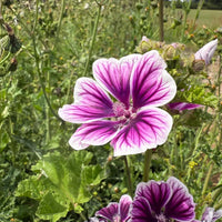 A vibrant Malva Zebrina from Bishy Barnabees Cottage Garden Ltd blooms with purple and white petals among green stems in a sunlit field—a delightful addition for any cottage garden enthusiast.