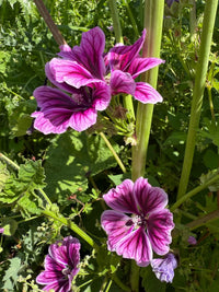 Malva Zebrina by Bishy Barnabees Cottage Garden Ltd features bright purple flowers with dark magenta veins and five petals, blooming among lush green leaves and stems—perfect for adding vibrant color to your garden.