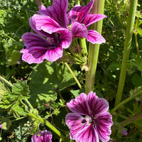 Malva Zebrina by Bishy Barnabees Cottage Garden Ltd features bright purple flowers with dark magenta veins and five petals, blooming among lush green leaves and stems—perfect for adding vibrant color to your garden.