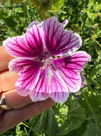 A hand holds a vivid Malva Zebrina flower with striking purple and white veining, set against lush green leaves—a charming cottage garden choice from Bishy Barnabees Cottage Garden Ltd.