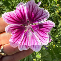 A hand holds a vivid Malva Zebrina flower with striking purple and white veining, set against lush green leaves—a charming cottage garden choice from Bishy Barnabees Cottage Garden Ltd.