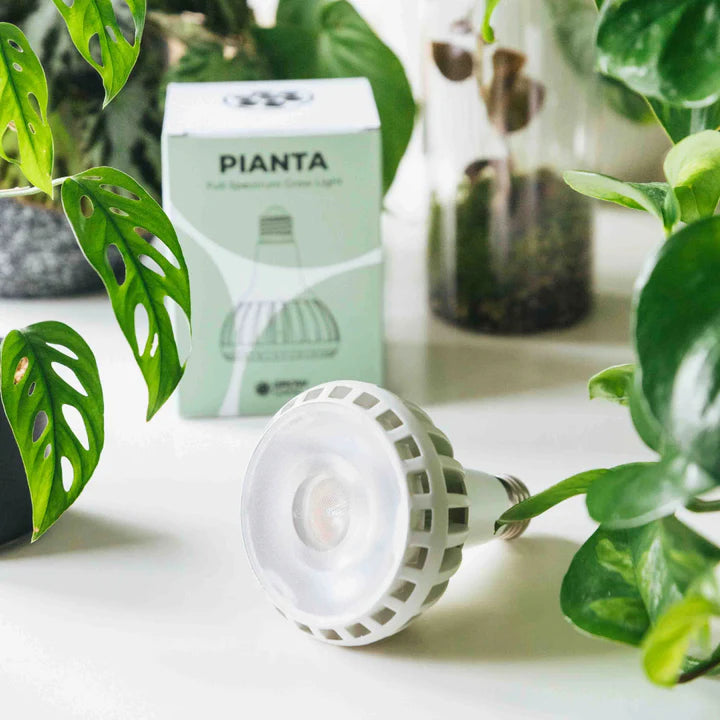 Grow Gang Pianta Full Spectrum Plant Light Bulb beside its box and houseplants