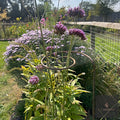 Pig Tail Plant Support