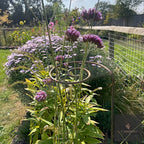 Pig Tail Plant Support