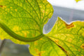 Red Spider Mite Killer (Phytoseiulus Persimilis)