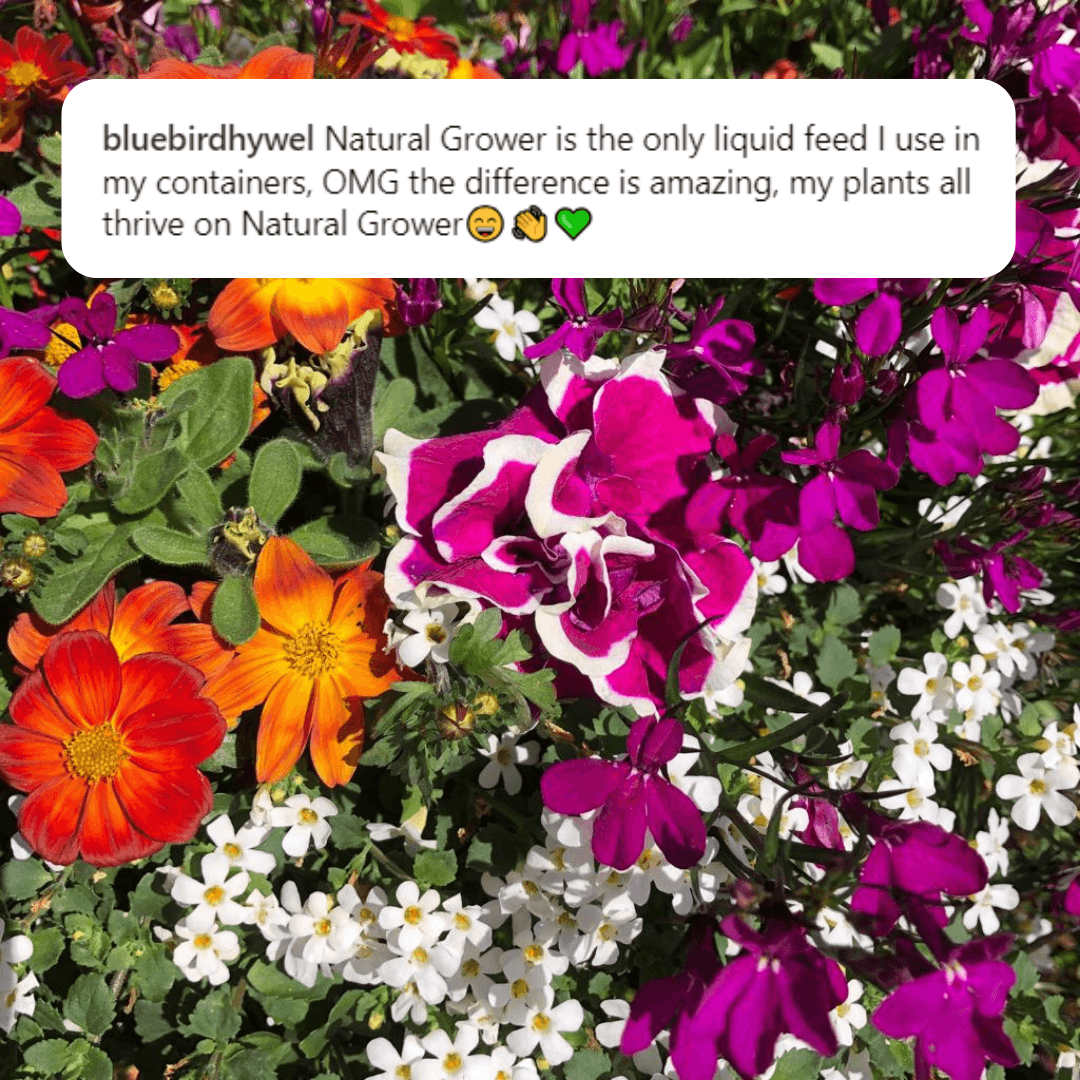 Natural Liquid Fertiliser 2L