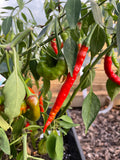 Cayenne Ring of Fire Chilli