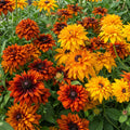 Rudbeckia Cherokee Sunset (Rudbeckia hirta) – mass of double orange, bronze and yellow flowers