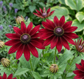 Rudbeckia Cherry Brandy (Rudbeckia hirta) – deep cherry-red flowers with dark centres