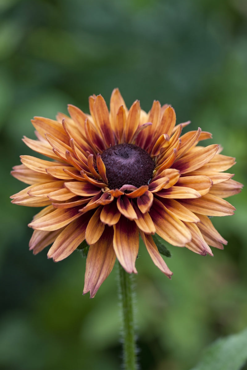 Rudbeckia Sahara