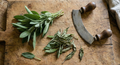 Sage Common (Salvia officinalis) – fresh leaves and chopped herbs with a mezzaluna on a board